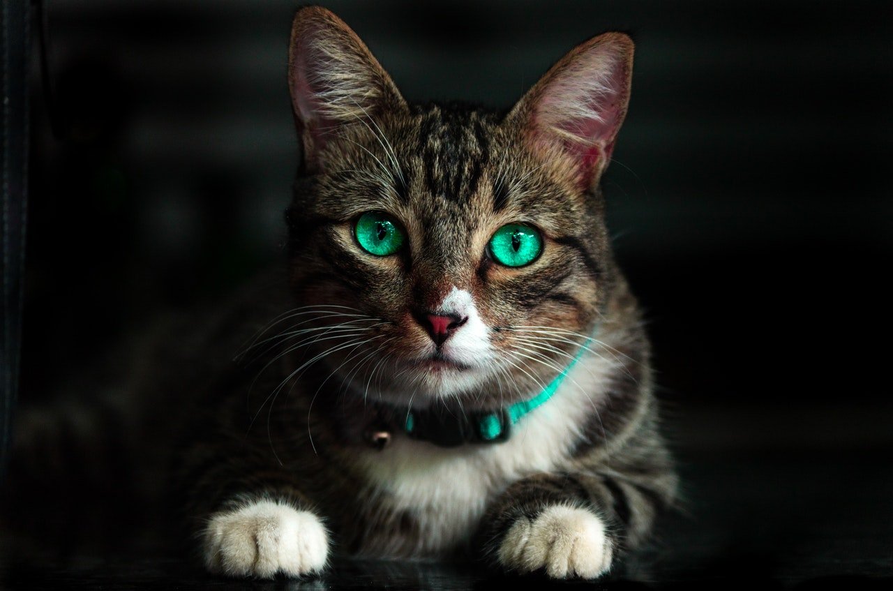 anxious cats spray more often — reducing stress is central to solving the problem