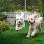 11 Tips to Stop Pet Dog Urine Killing Your Plants