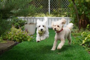 11 Tips to Stop Pet Dog Urine Killing Your Plants