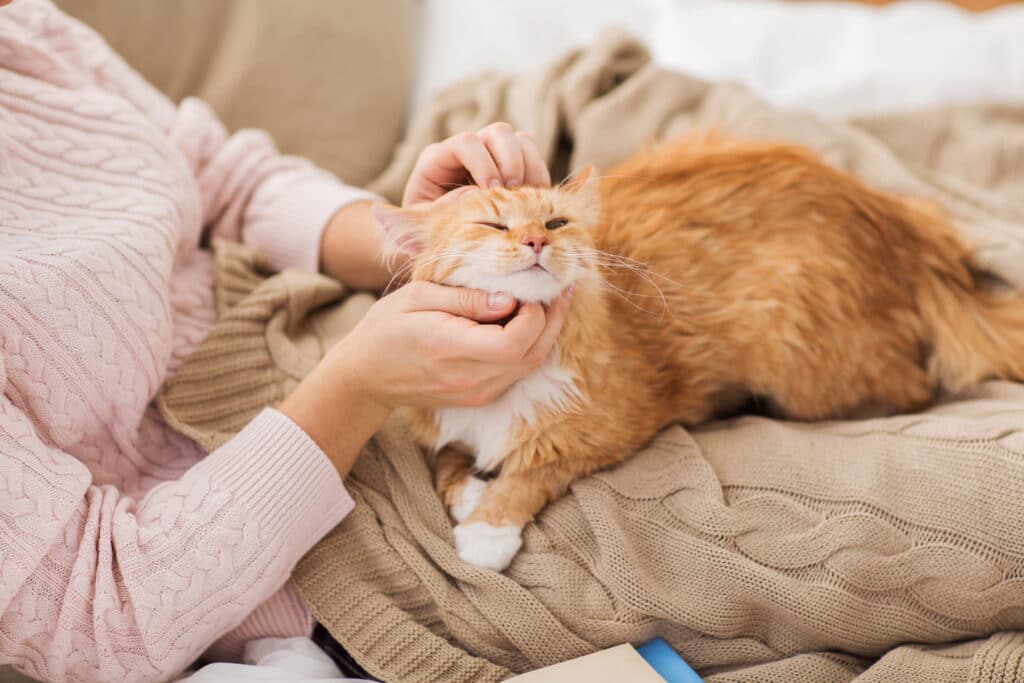Pet Cat