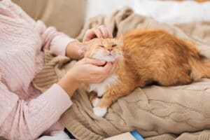 Pet cat: Should you get one if you work full-time