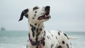 Dog Body Language: 12 Signals and What They Really Mean