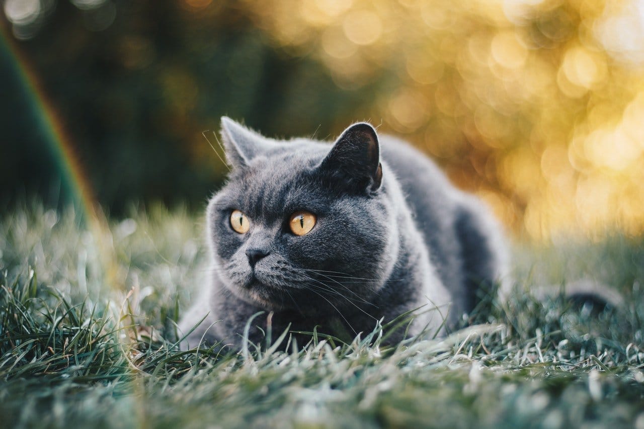 cats roll on the ground outdoors to scent-mark territory and absorb environmental smells