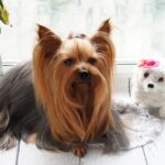 Blueberry facial for dogs – 9 amazing benefits
