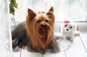 Blueberry facial for dogs – 9 amazing benefits