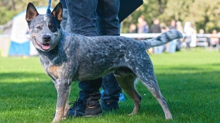Australian Cattle Dog: Discover what’s good and bad
