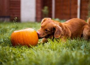 What Vegetables Can Dogs Have? 6 Healthy Options