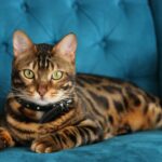 Why the awesome Bengal cat breed is not for everyone?