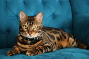 Why the awesome Bengal cat breed is not for everyone?