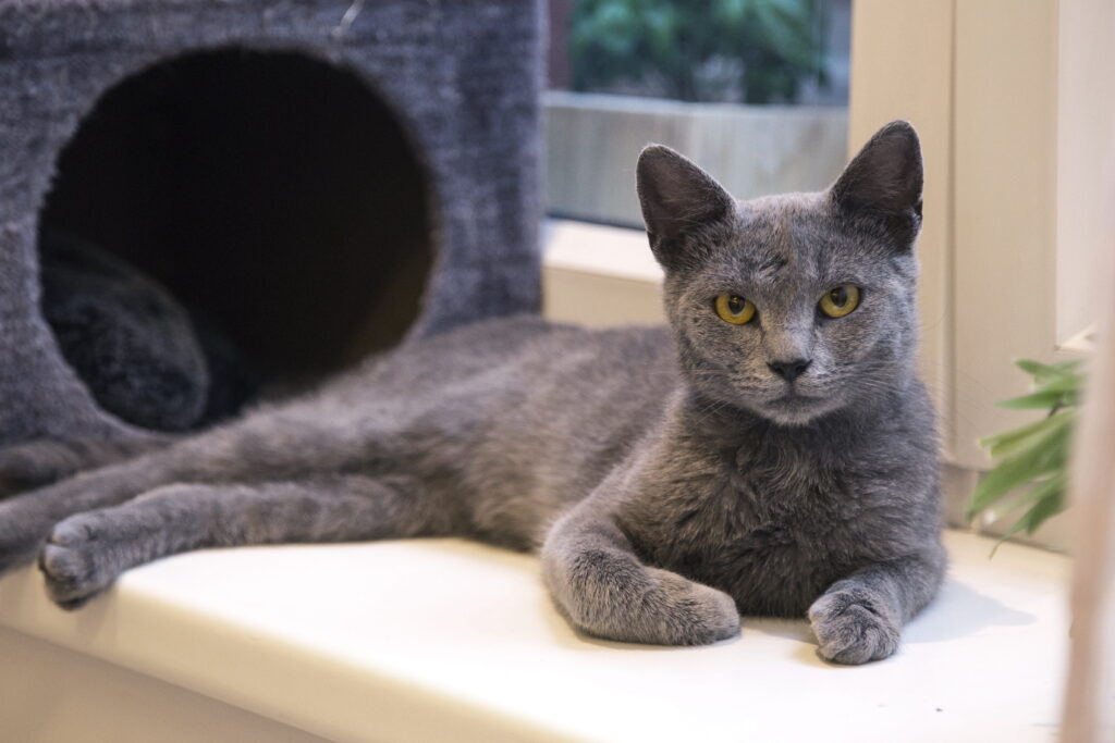 Russian Blue Cat