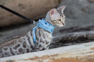 Savannah cat breed – 13 strong reasons to pause before getting one