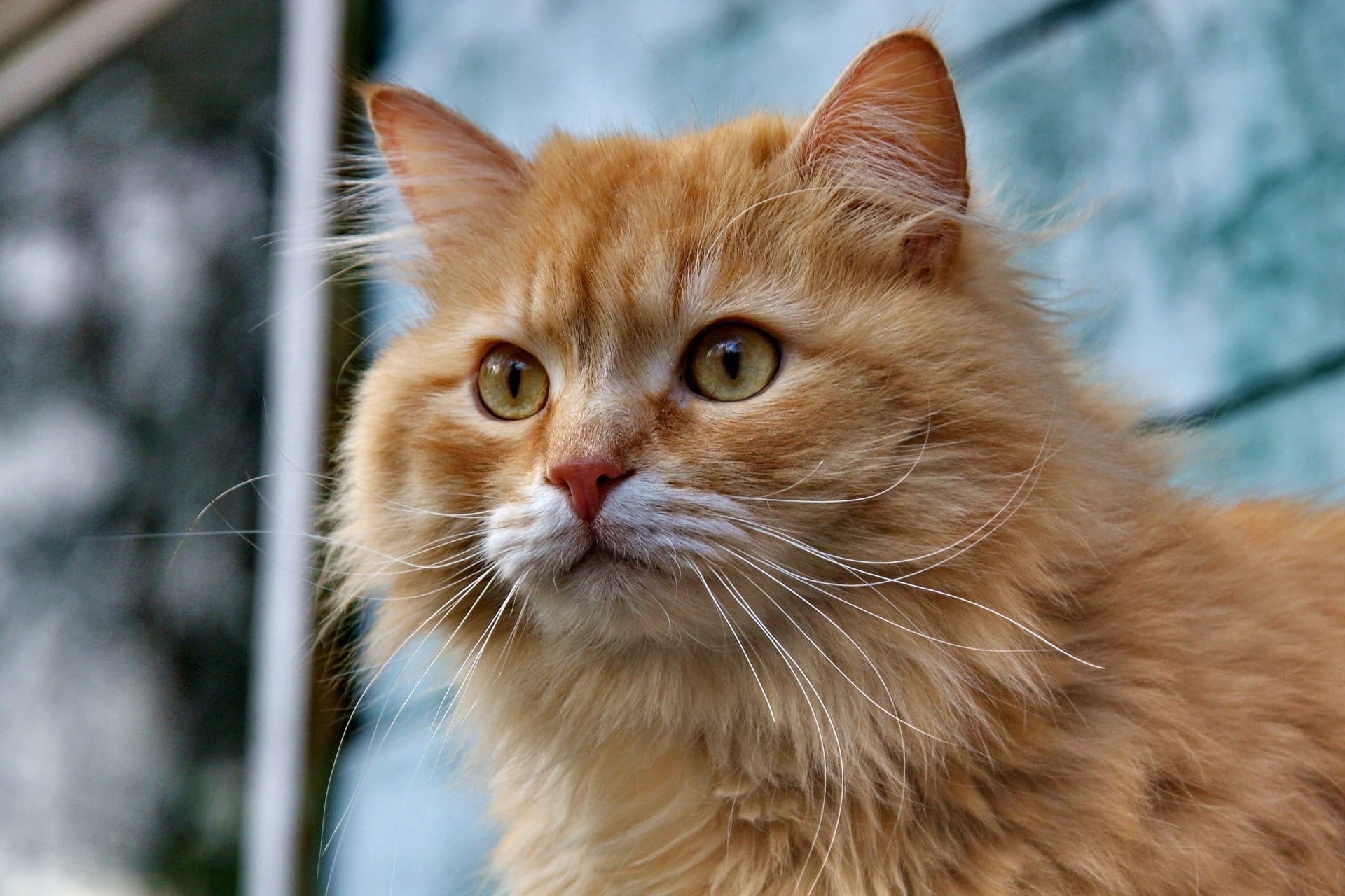 Cat Body Language Quickly Read What s On Your Cat s Mind DOGS CATS HQ Cat Body Language Quickly Read What s On Your Cat s Mind DOGS CATS HQ