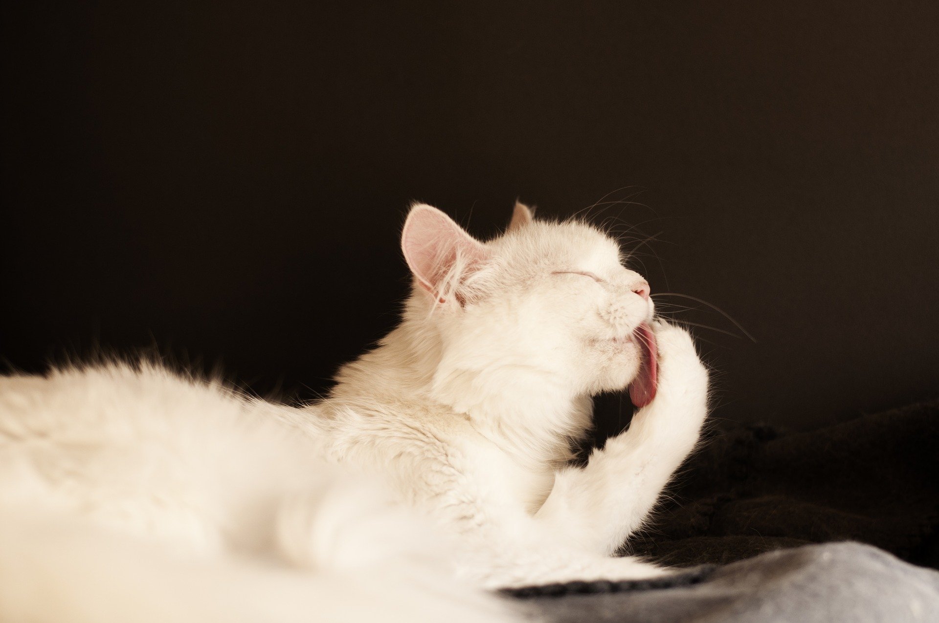how to prevent cat hairballs — understanding grooming habits keeps cats comfortable