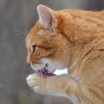 10 tips to stop cat overgrooming