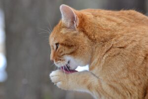 10 tips to stop cat overgrooming
