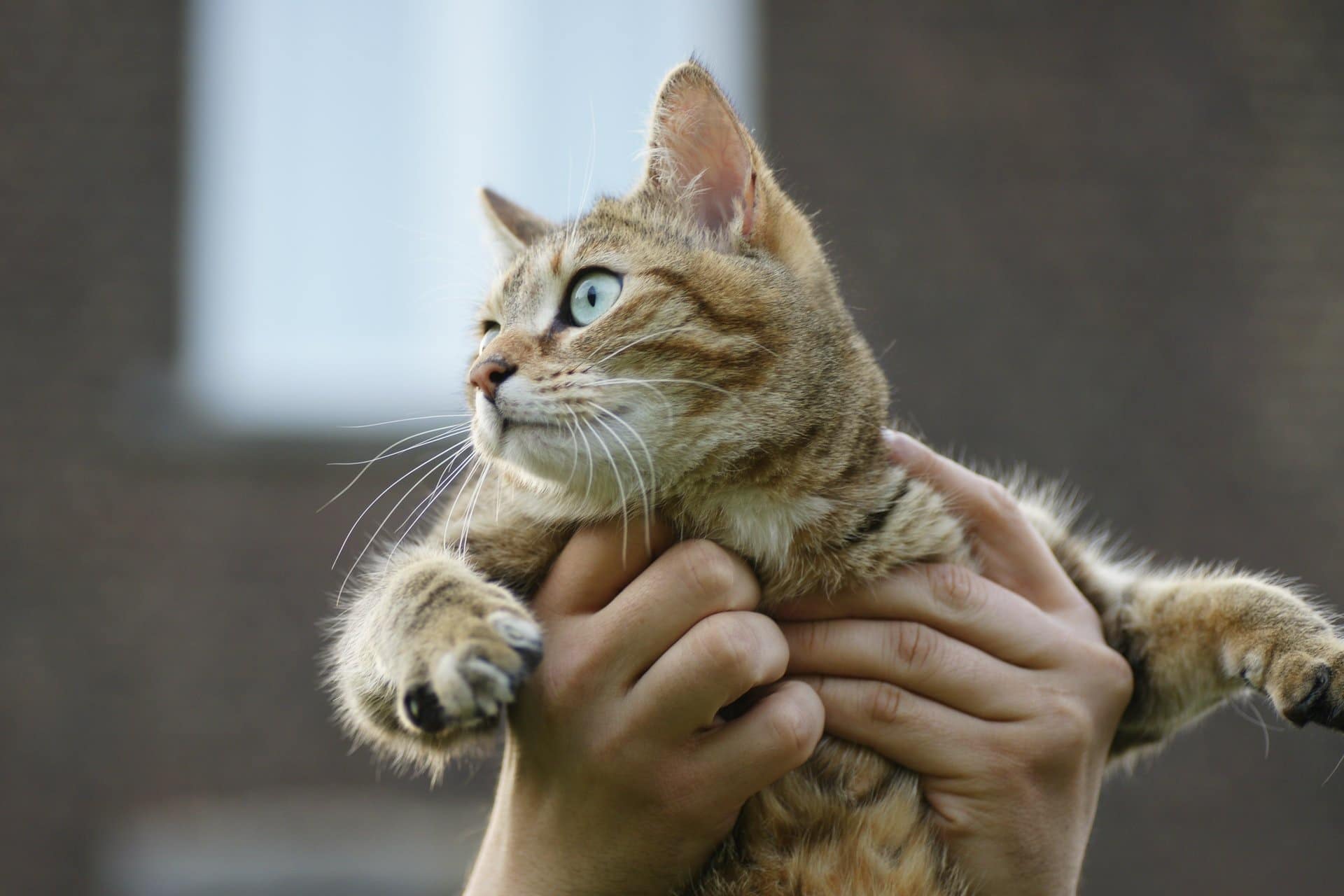 cat being examined by vet — regular check-ups are the best tool for managing kidney disease in cats