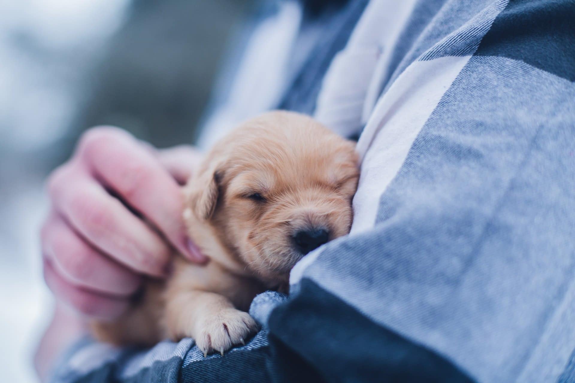 Puppies: 21 Crucial Facts To Know Before Getting One