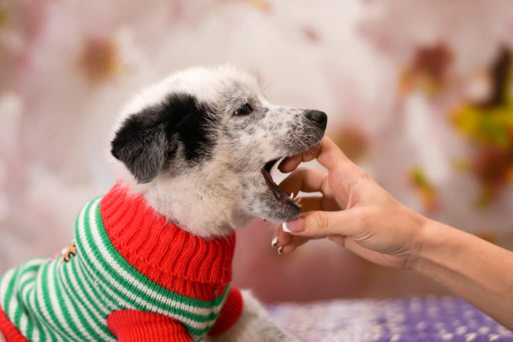 how to stop a puppy from biting