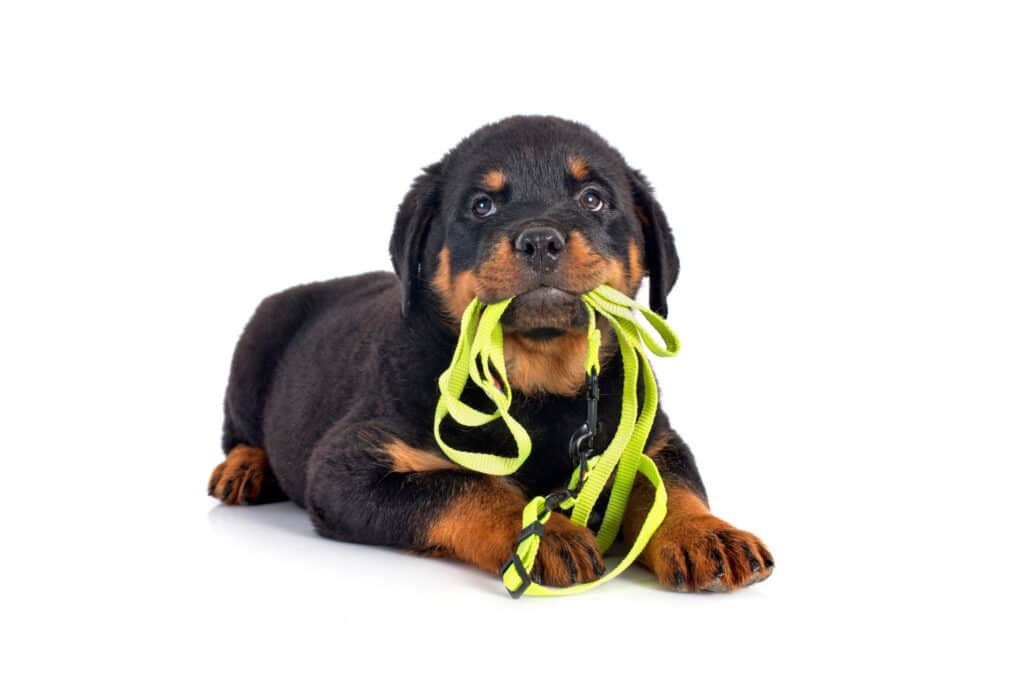 How to train a puppy to walk on a leash