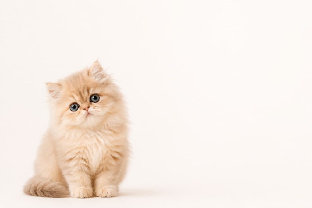 how to train a kitten