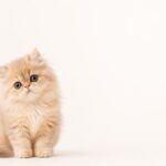 How to Train a Kitten: 9 Simple Tips That Actually Work