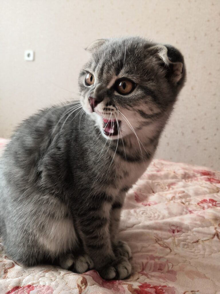 Kitten biting 