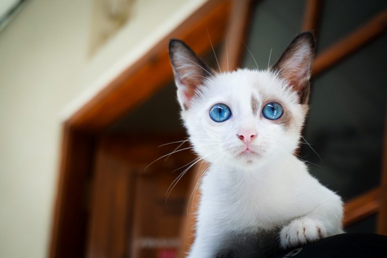 how-to-make-a-kitten-like-you-13-tips-dogs-cats-hq