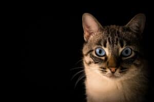 How to introduce a kitten to a cat? Tips for a safe start
