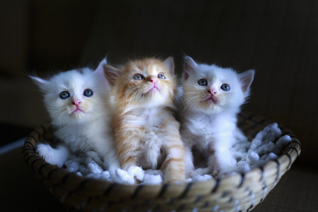 how to soothe a crying kitten
