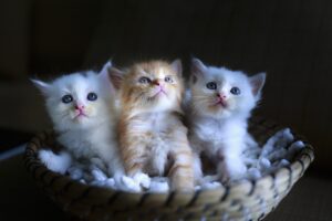 How to make a kitten like you – 13 tips