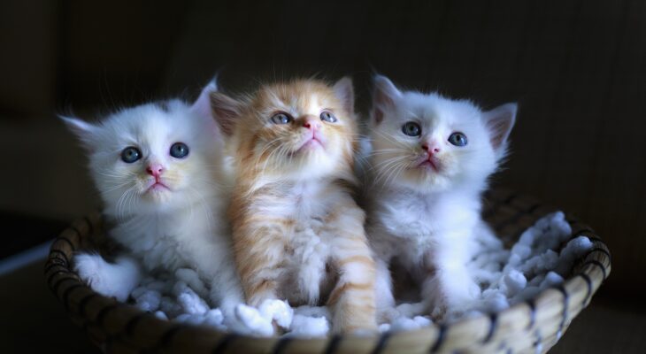 How To Make A Kitten Like You 13 Tips For Amazing Results