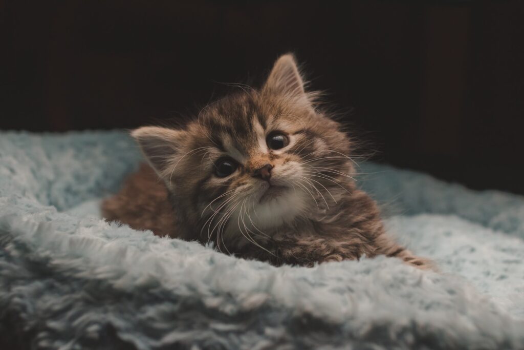 how to litter train a kitten without a mother