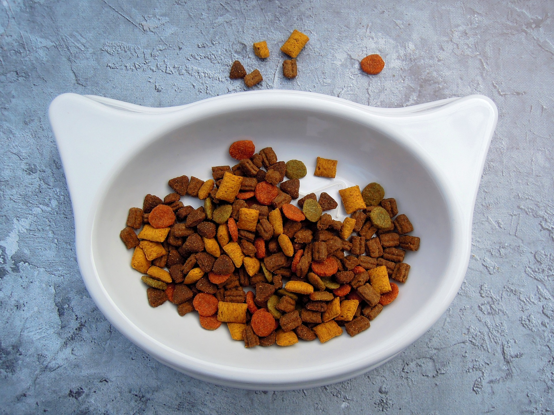 cat eating kibble — choosing the best dry cat food ensures balanced nutrition