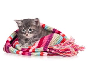 How to soothe a crying kitten? Top 7 tips for a quiet night