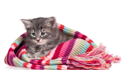 How to soothe a crying kitten? Top 7 tips for a quiet night