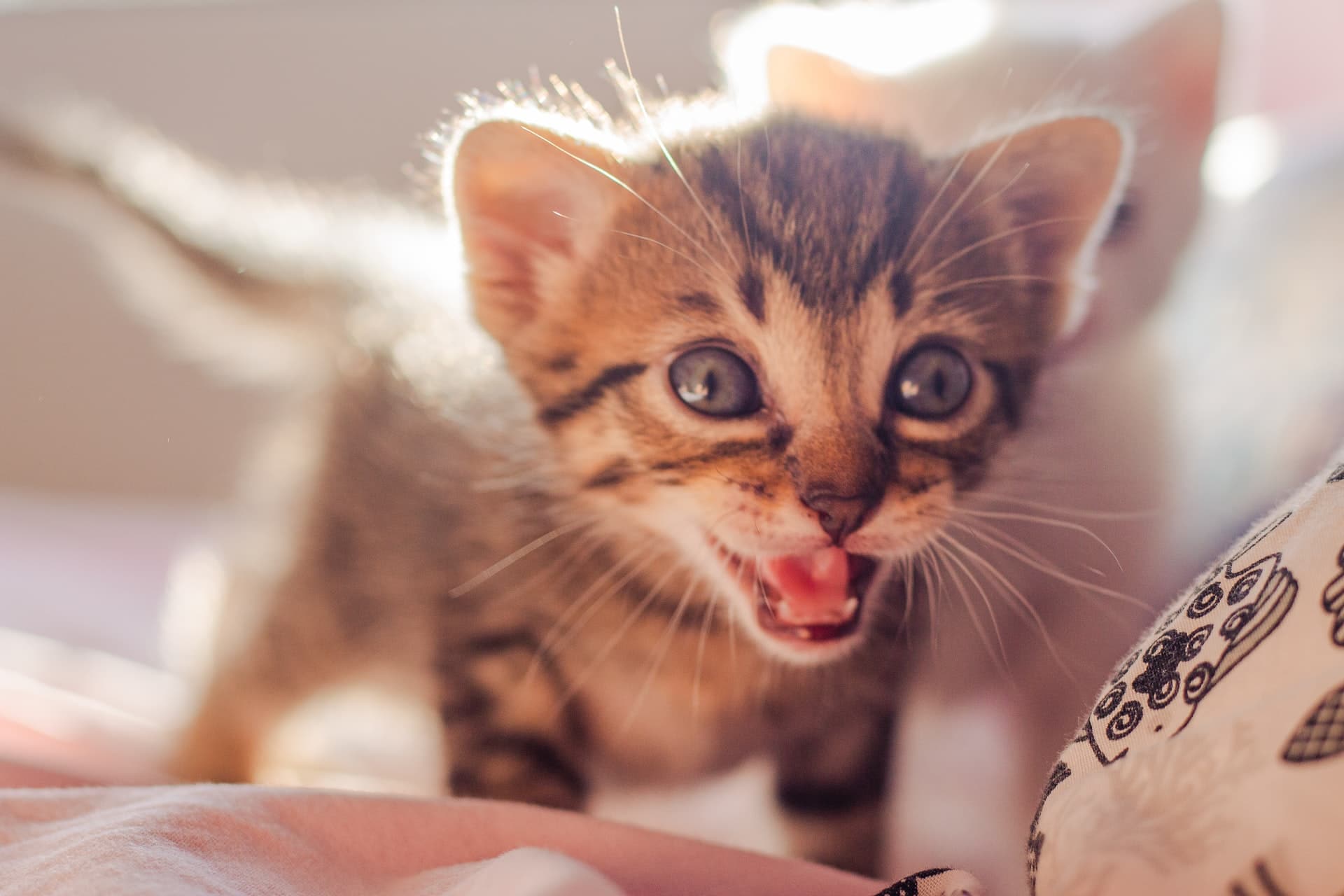 Top 7 Tips On How To Soothe A Crying Kitten