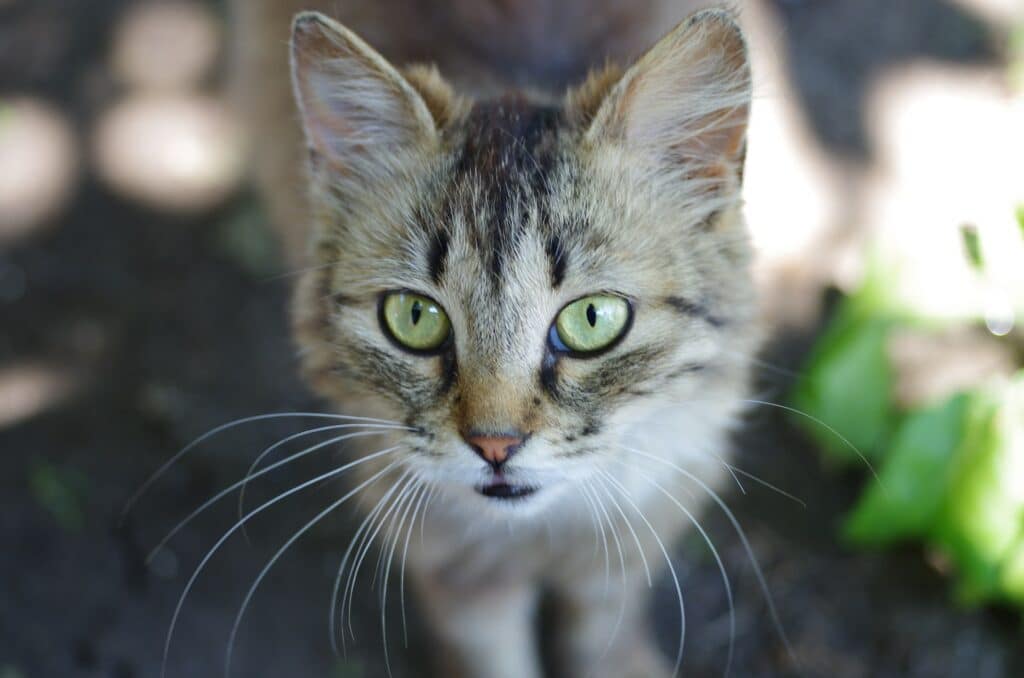 How much should you feed a cat
