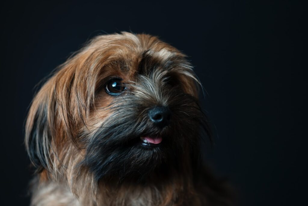 How to stop my dog from excessive barking