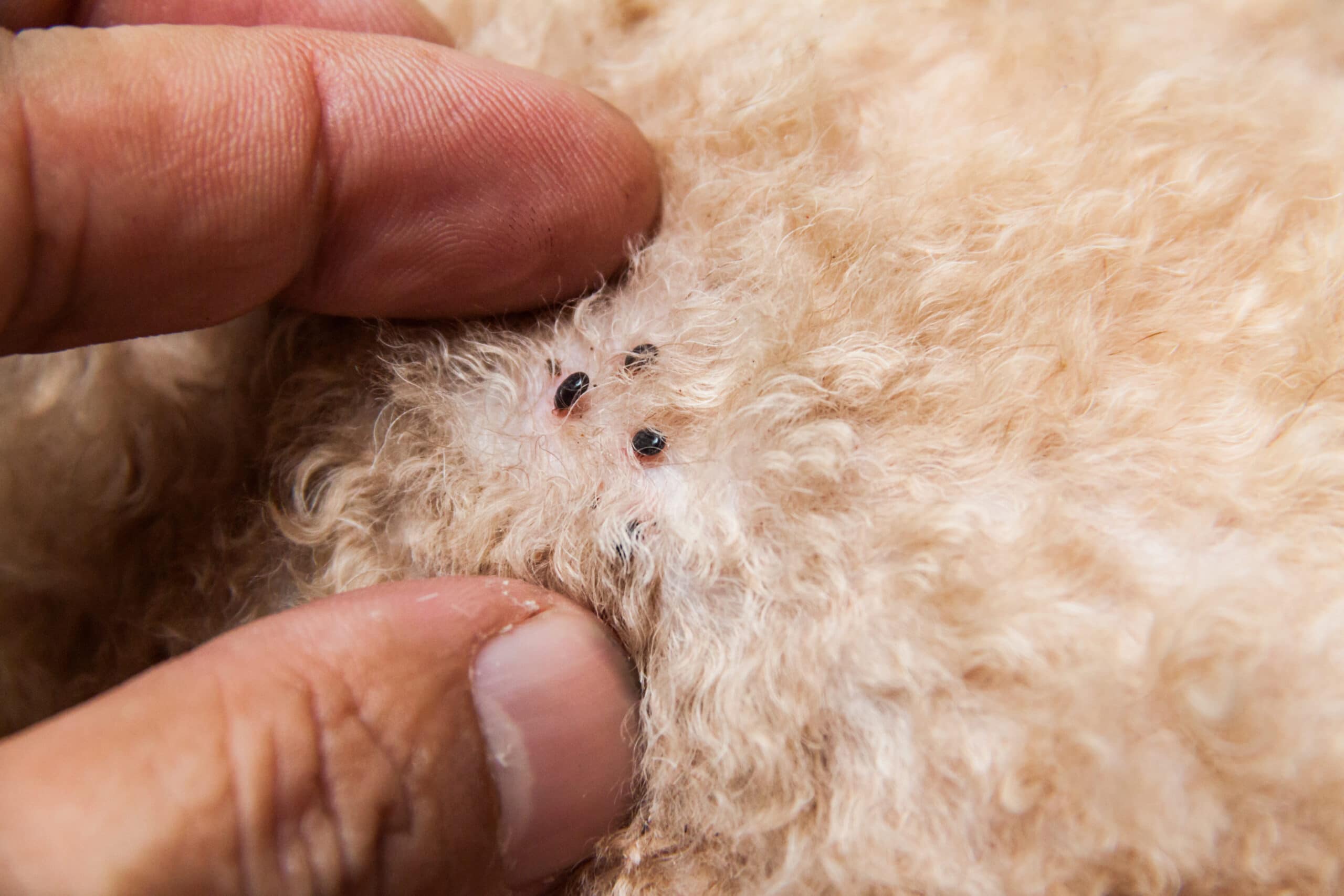 parasites on dog skin — fleas can transmit tapeworms, making parasite prevention a combined effort