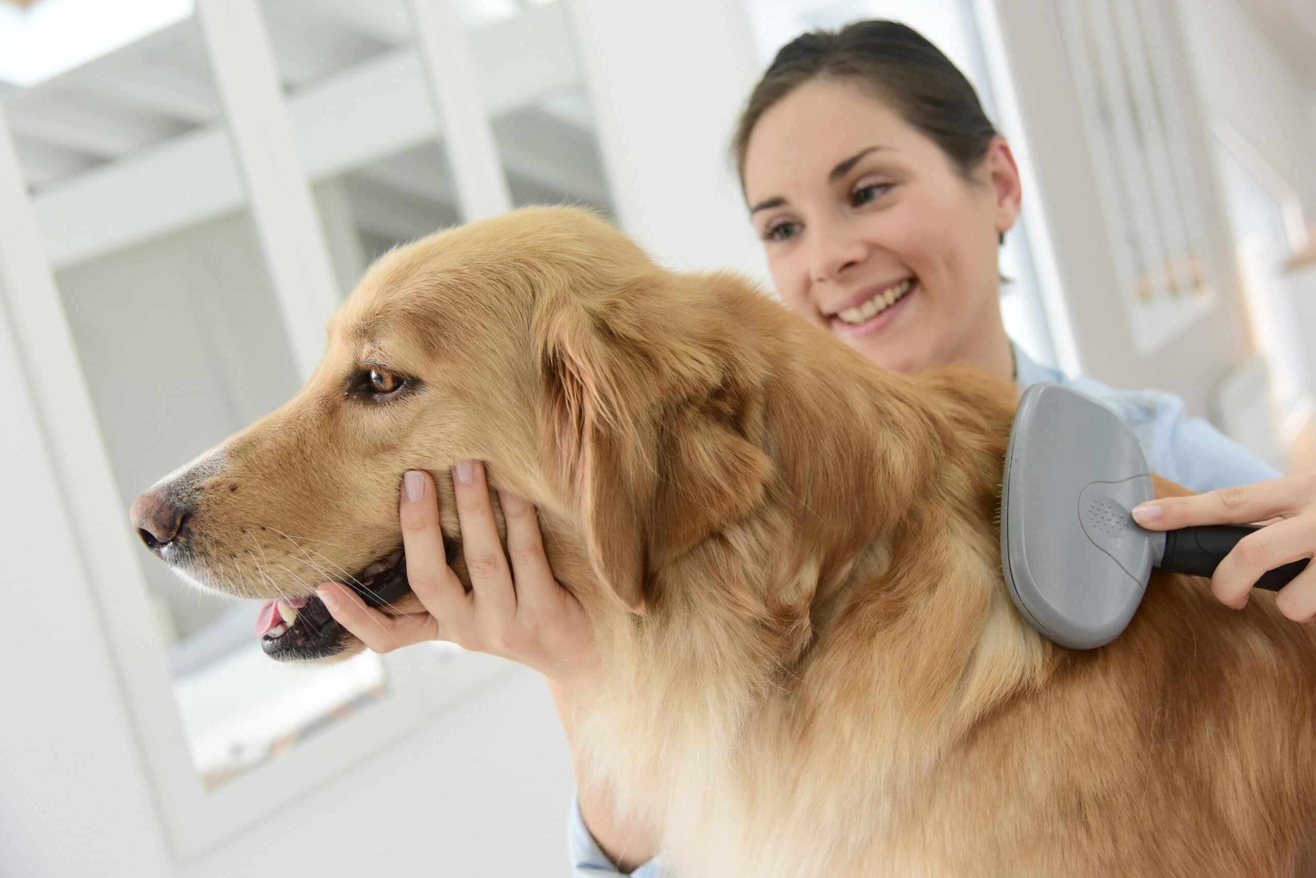 How to keep fleas off dogs? Proven methods for success
