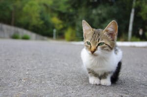 How to tame a wild kitten? 7 tips every cat lover should know