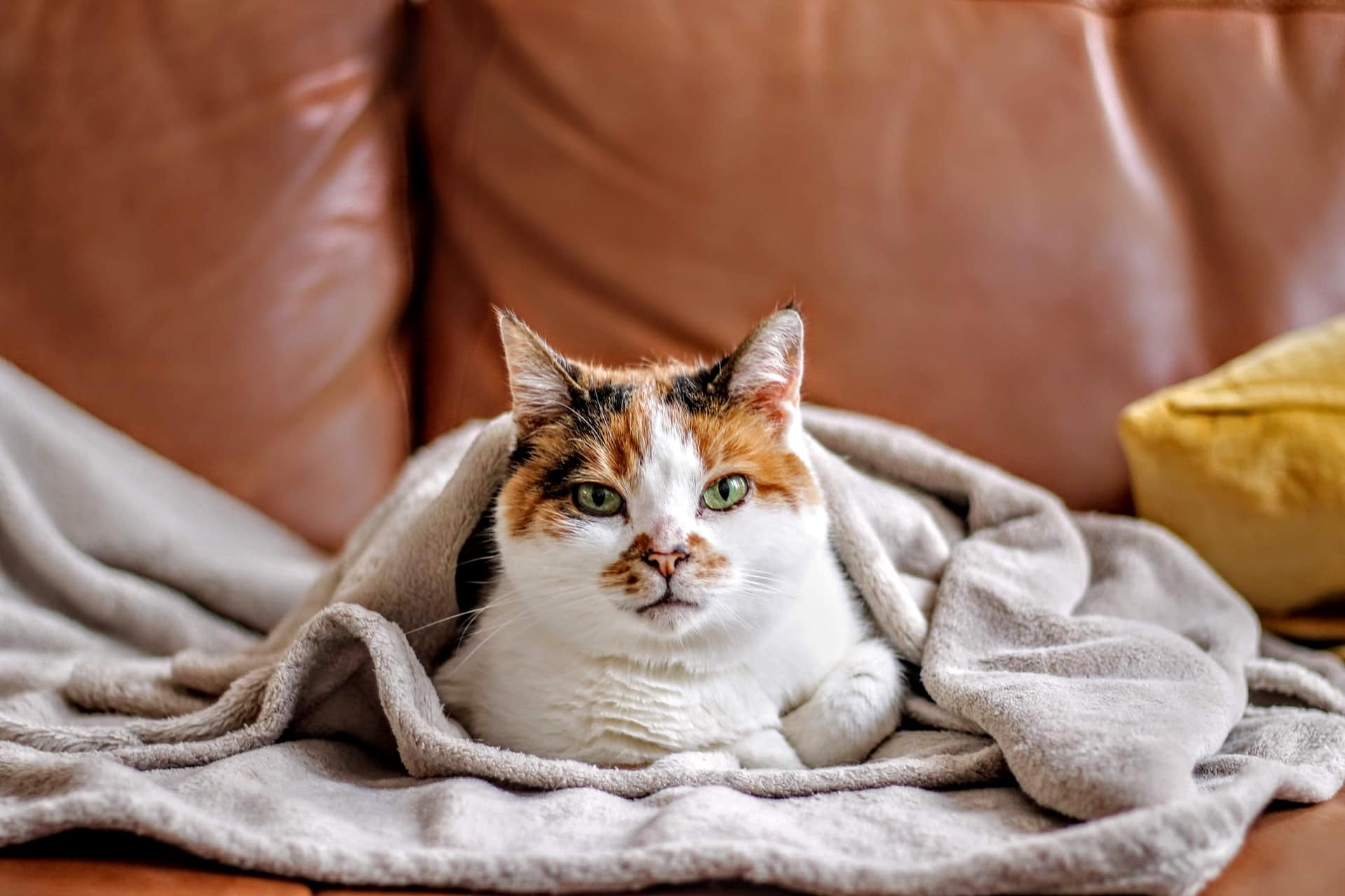 dry versus wet cat food comparison — best wet cat food provides higher moisture content