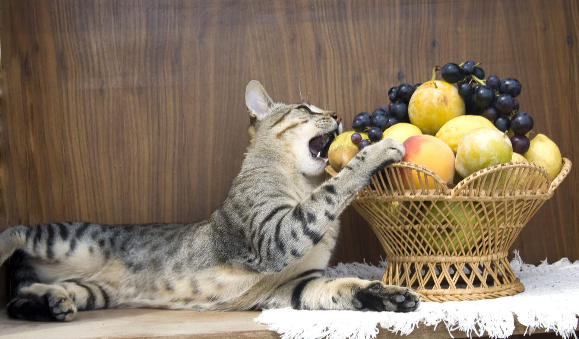 cat with food — understanding why your cat is not eating starts with checking what's in the bowl