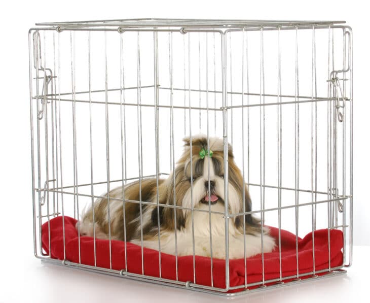 How to crate train a puppy? 13 easy steps DOGS & CATS HQ