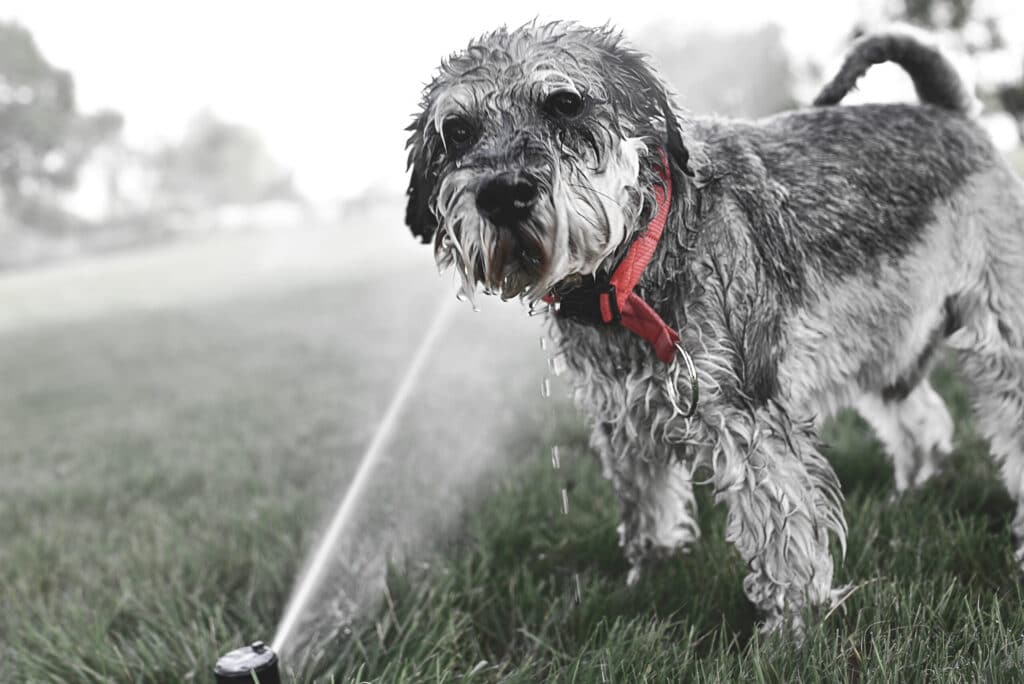 Use a sprinkler to keep dogs out of your yard.