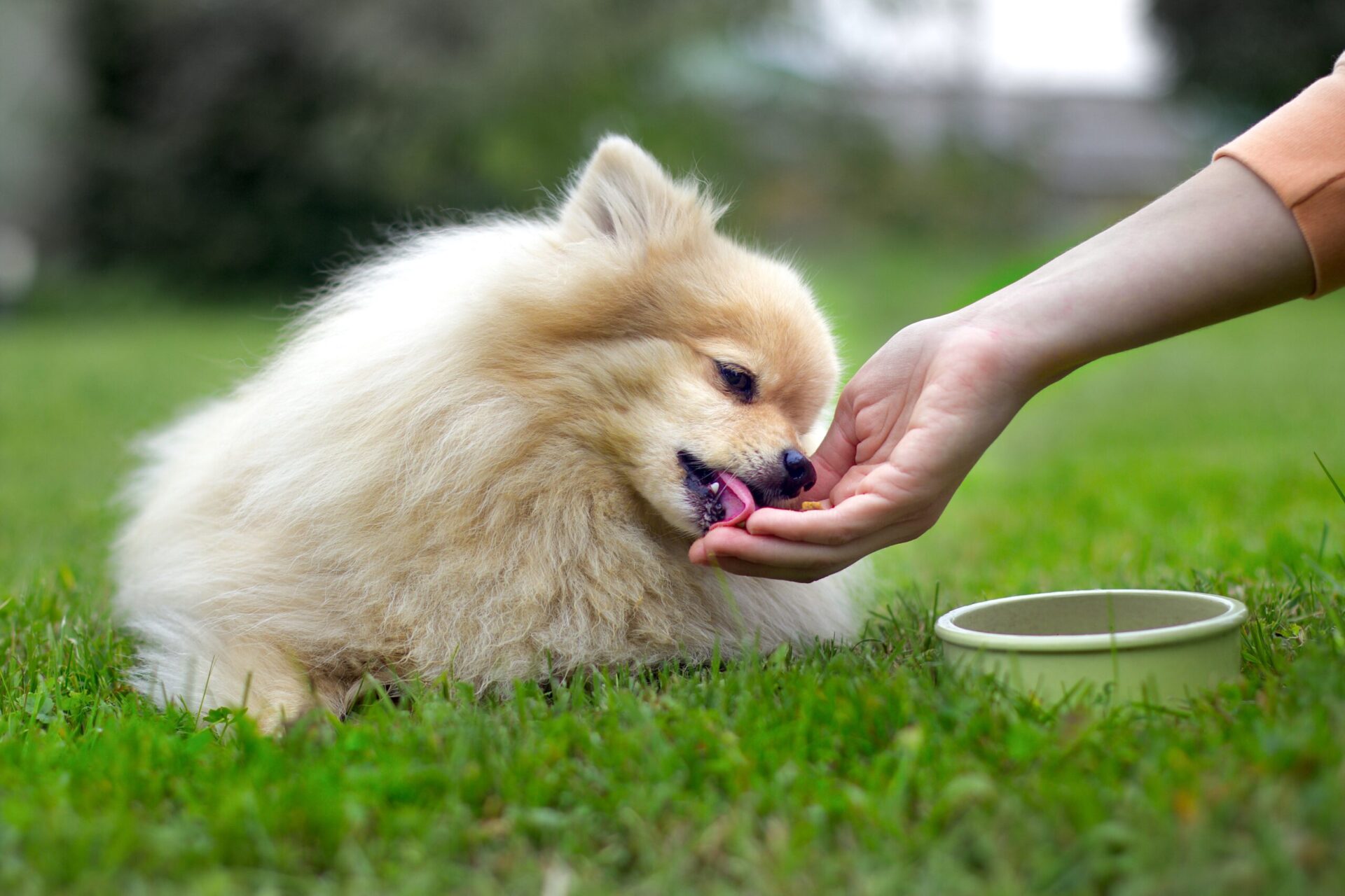 Hand feeding technique used to treat food aggression in dogs