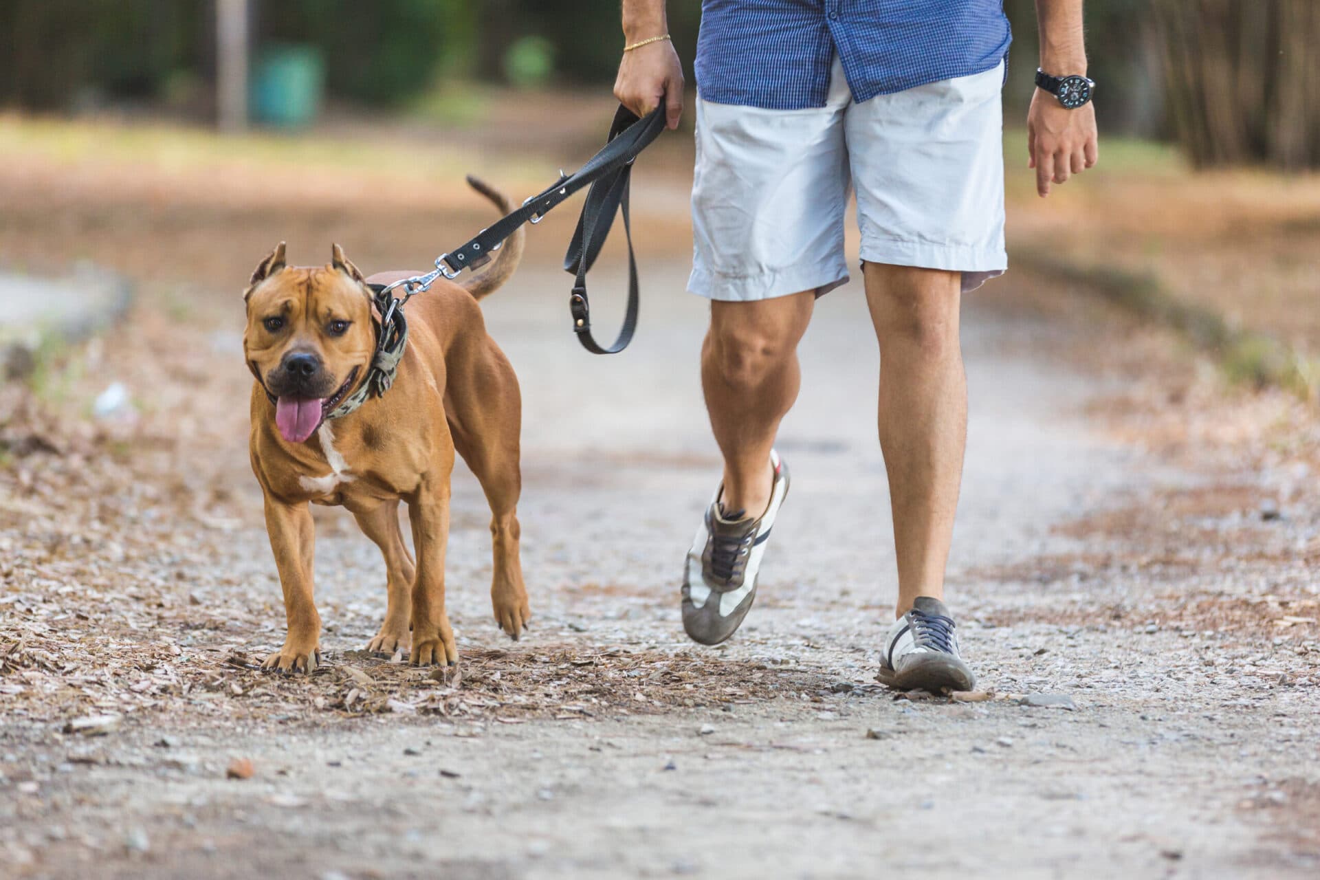 owner walking dog on leash — exercise combined with the best dog food for weight loss accelerates results