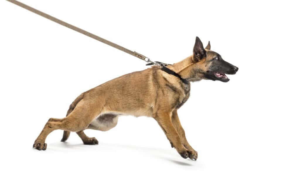 How to get your dog to stop barking at other dogs?
