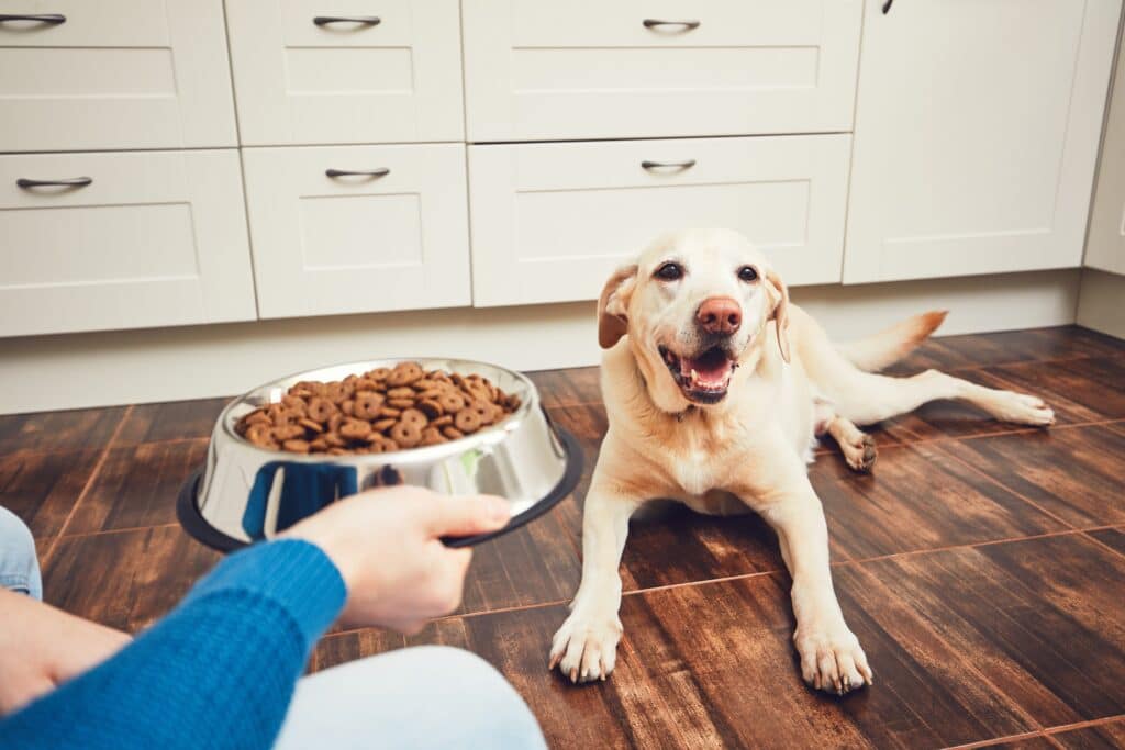 food aggression in dogs