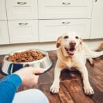 Food Aggression in Dogs: 7 Real Steps to Stop It (And What Never to Do)